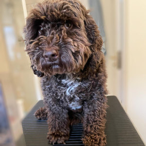 Dog Groomers Poole