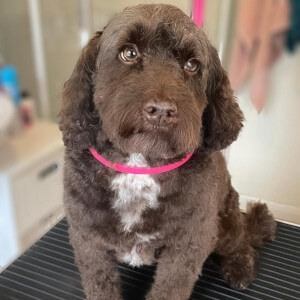 Dog Groomers Poole