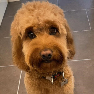 Dog Groomers Poole