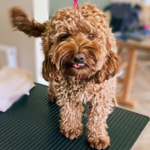 Dog Groomers Poole