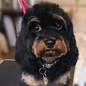 Dog Groomers Poole