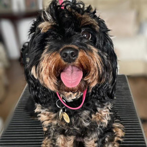Dog Groomers Poole