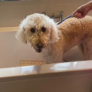Dog Groomers Poole