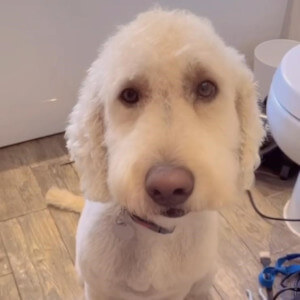 Dog Groomers Poole